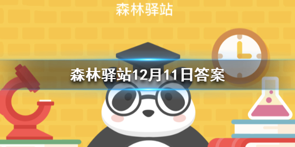 微博森林驿站12月11日今日答案，小熊猫属于哪个科呢？